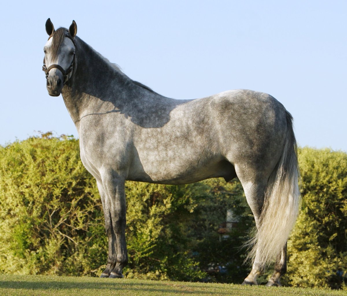 Серая масть лошади