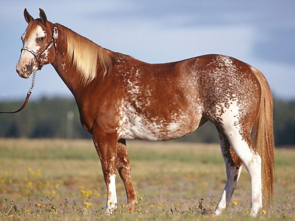 Сабино оверо масть лошади