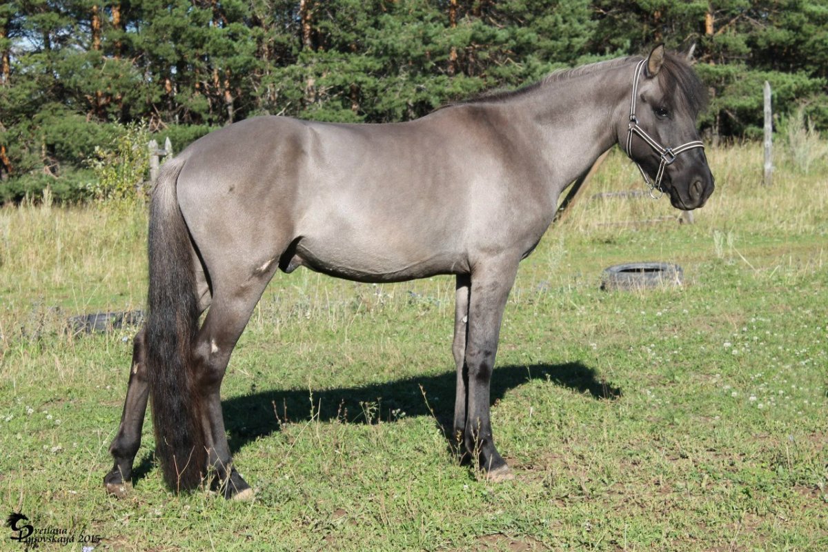 Мышастая масть