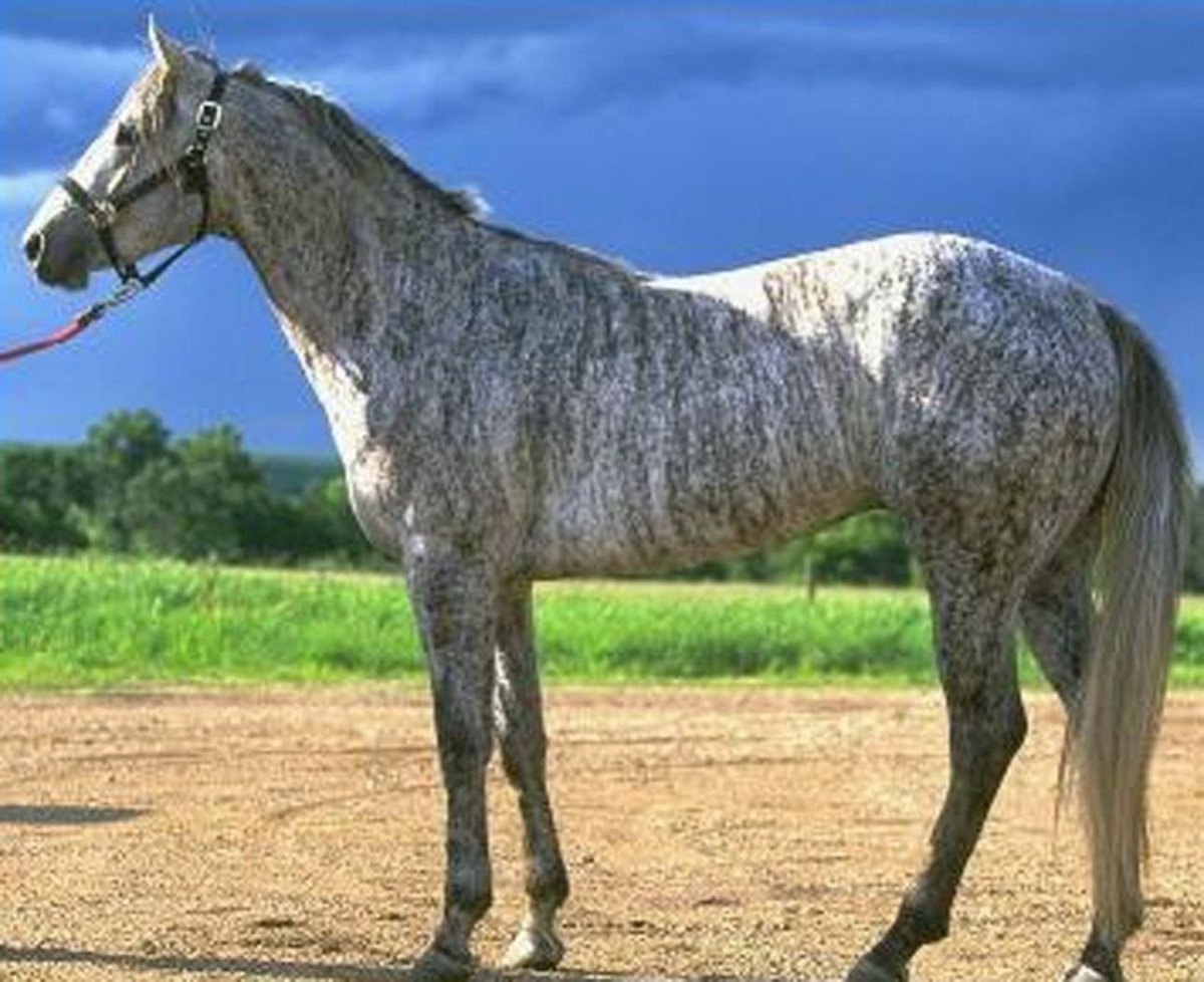 Вороно-Чалая масть лошади