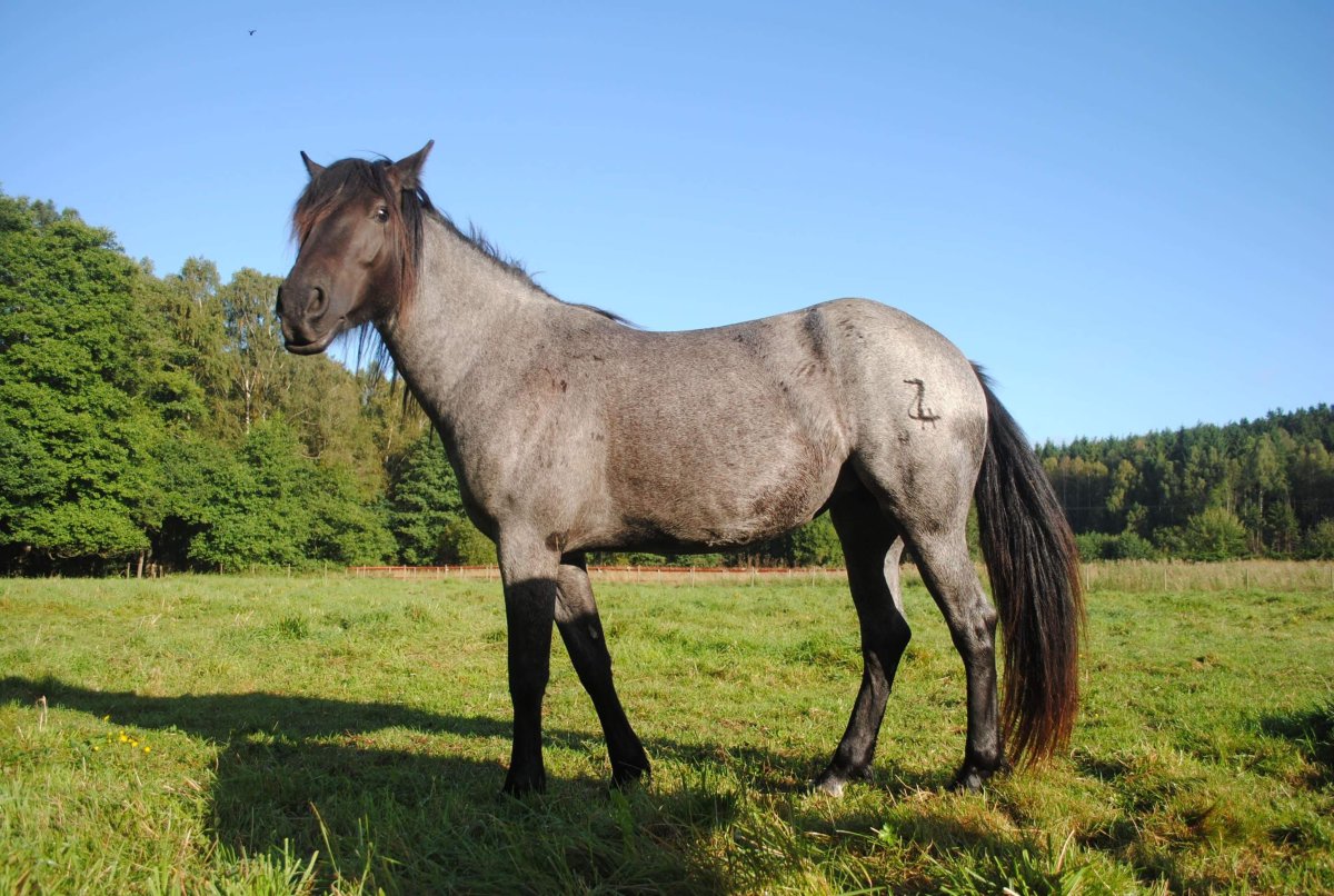 Вороно-Чалая масть лошади