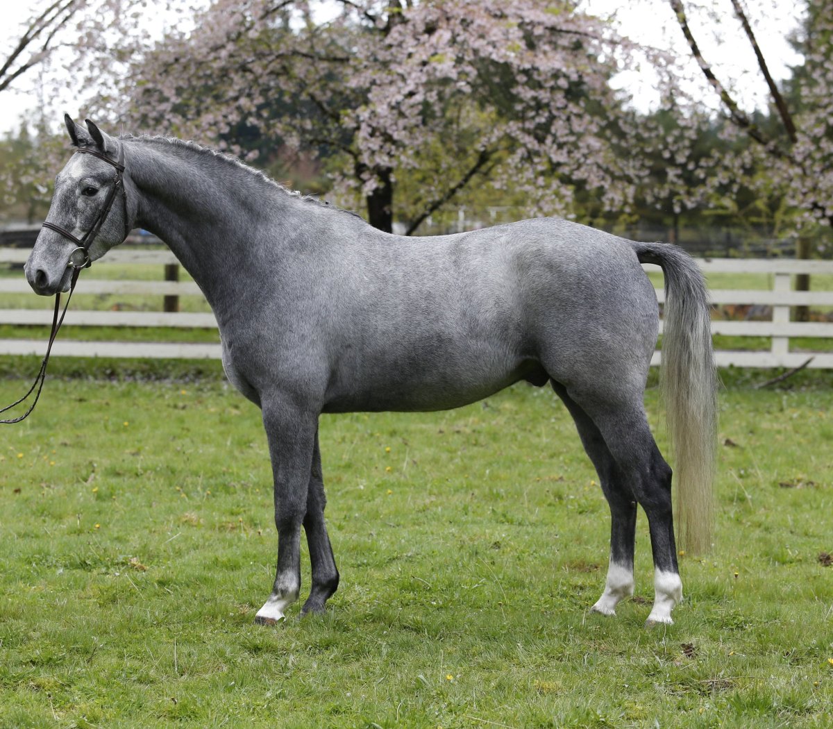 Мышастая масть лошади