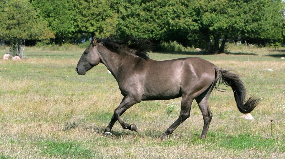 Соррайя порода лошадей