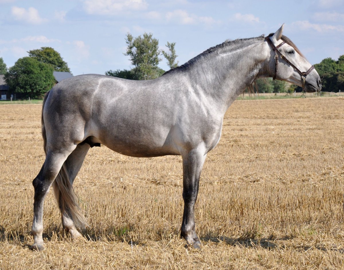 Андалузская лошадь мышастая