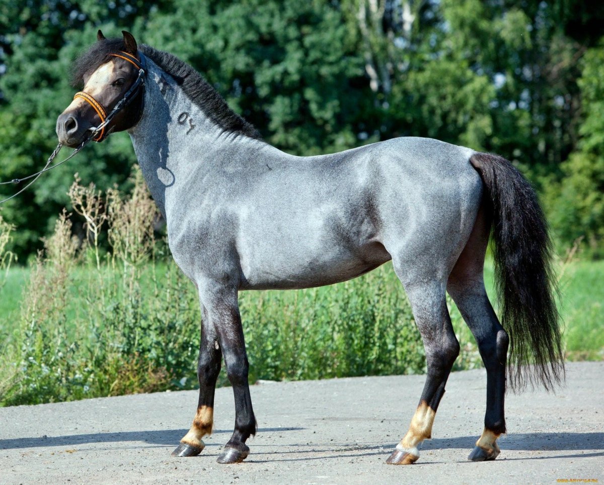 Вороно-Чалая масть