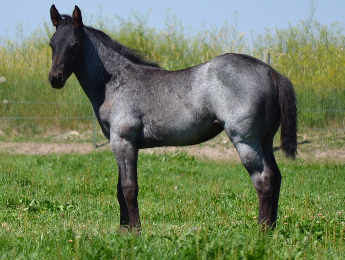 Масть Blue Roan