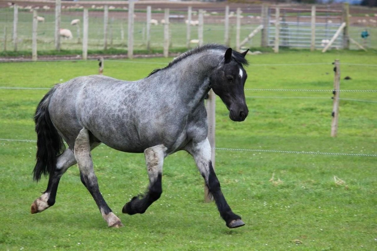 Вороно-Чалая масть лошади