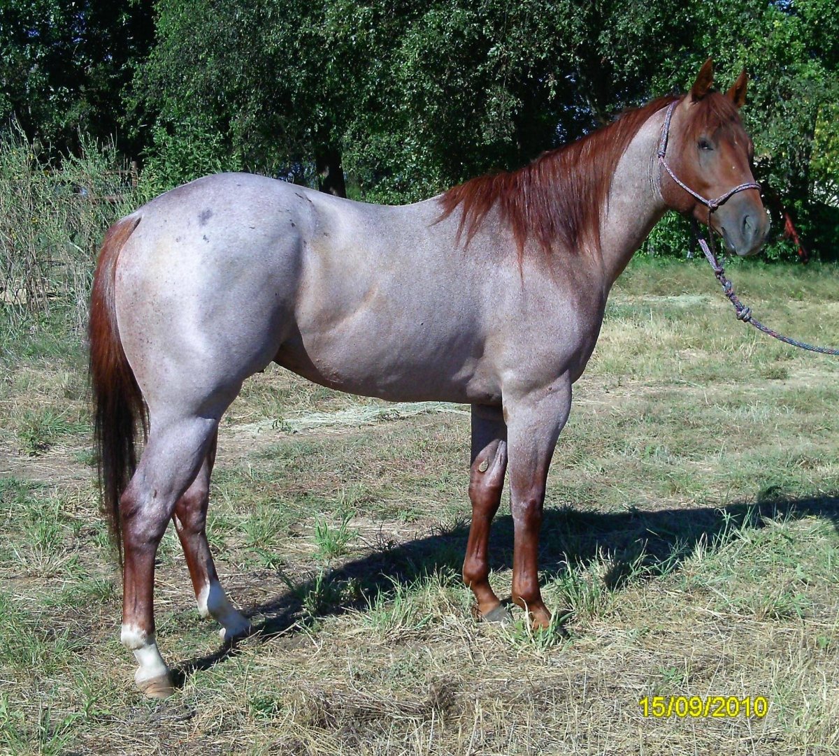 Мышастая саврасая масть