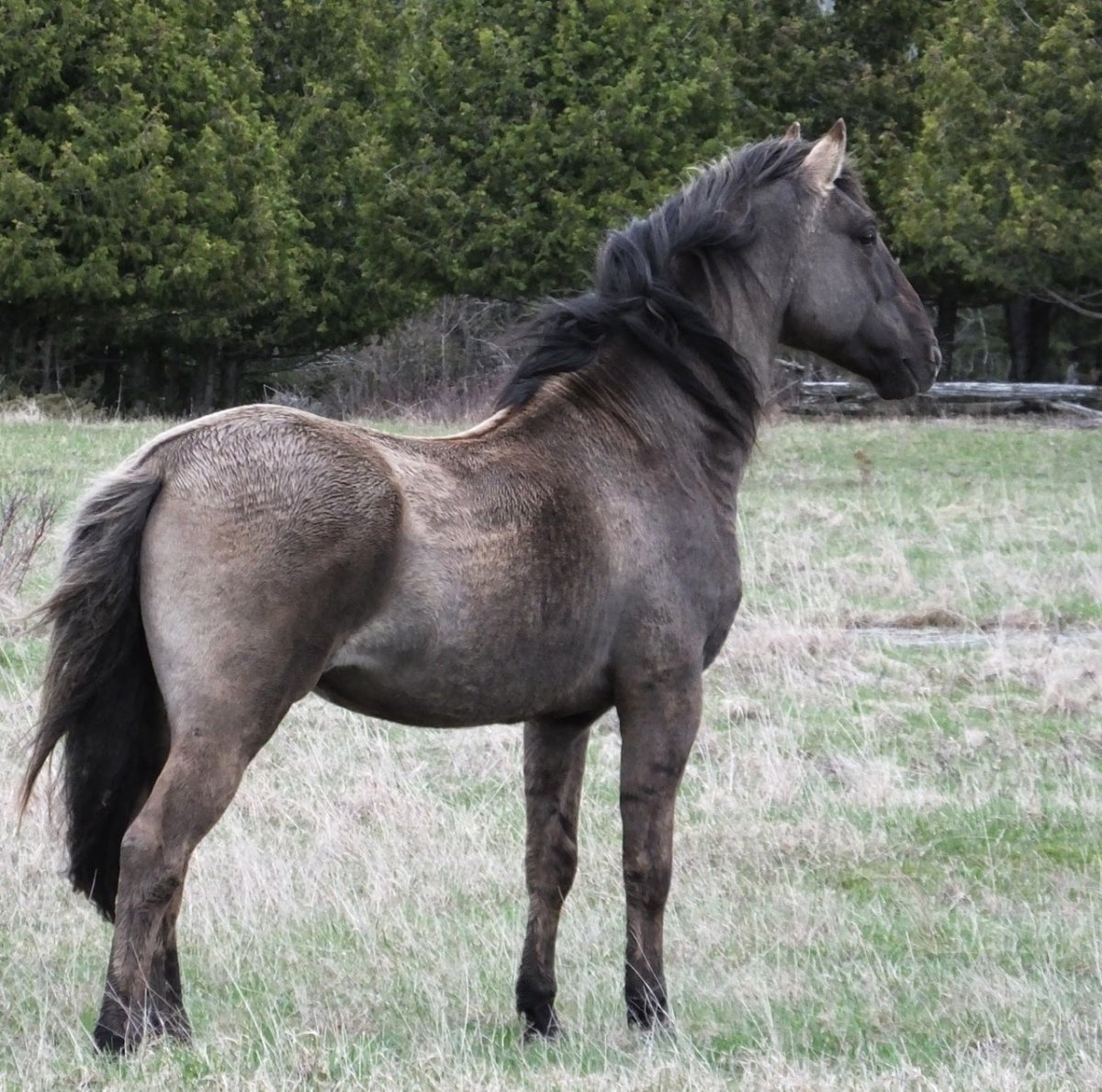 Мышастая масть лошади