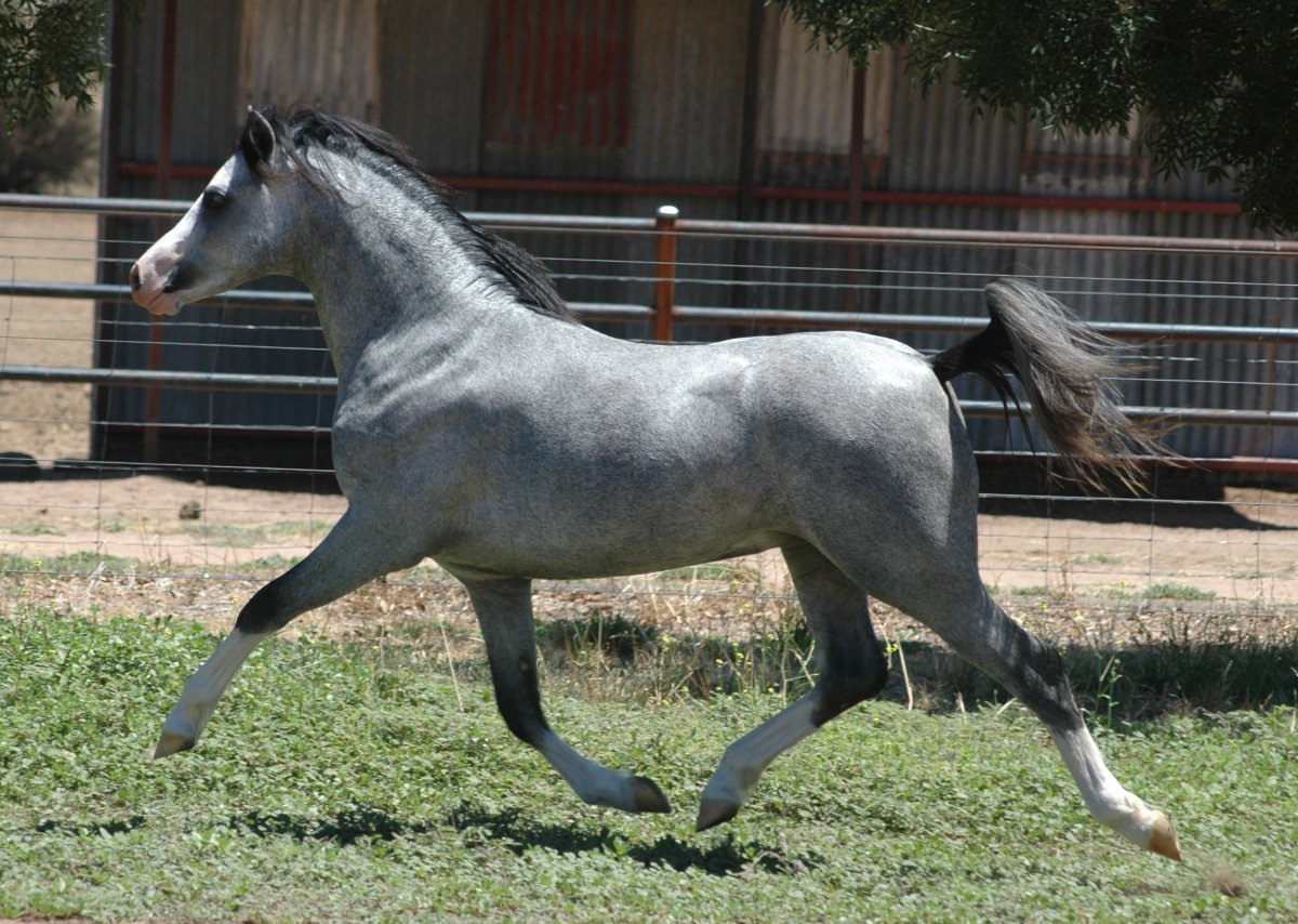 Порода лошадей Уэльский пони