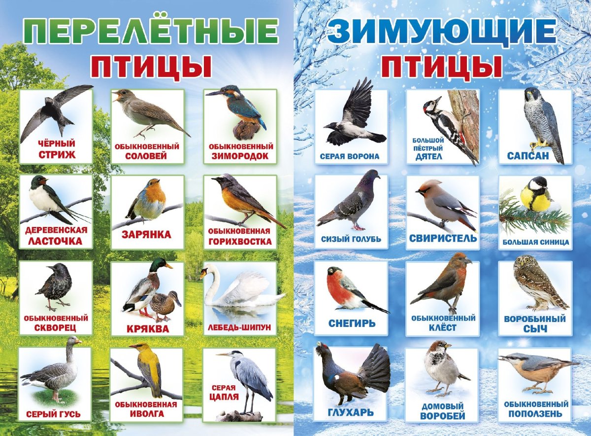 Перелетные и зимующие птицы список для детей