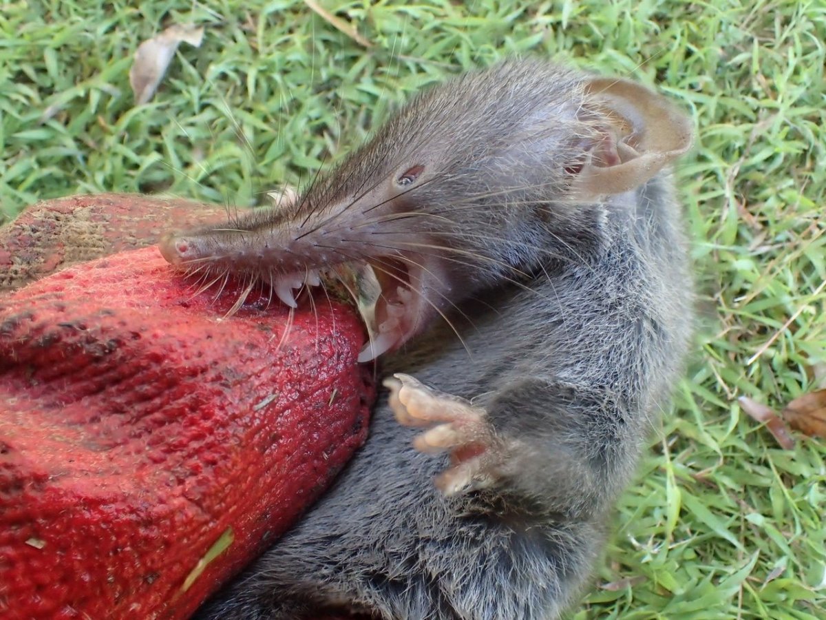 Крыса землеройка