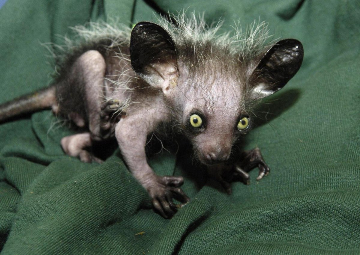 Мадагаскарская руконожка