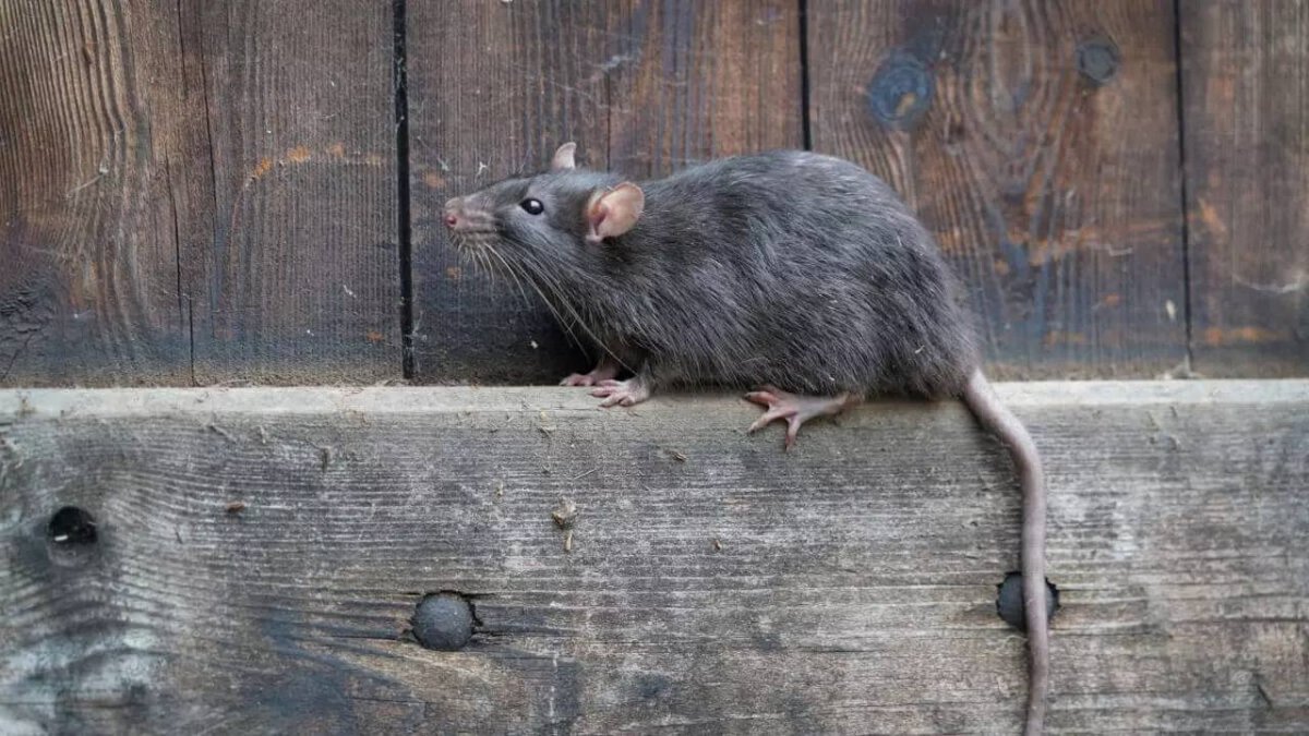 Обычная серая крыса