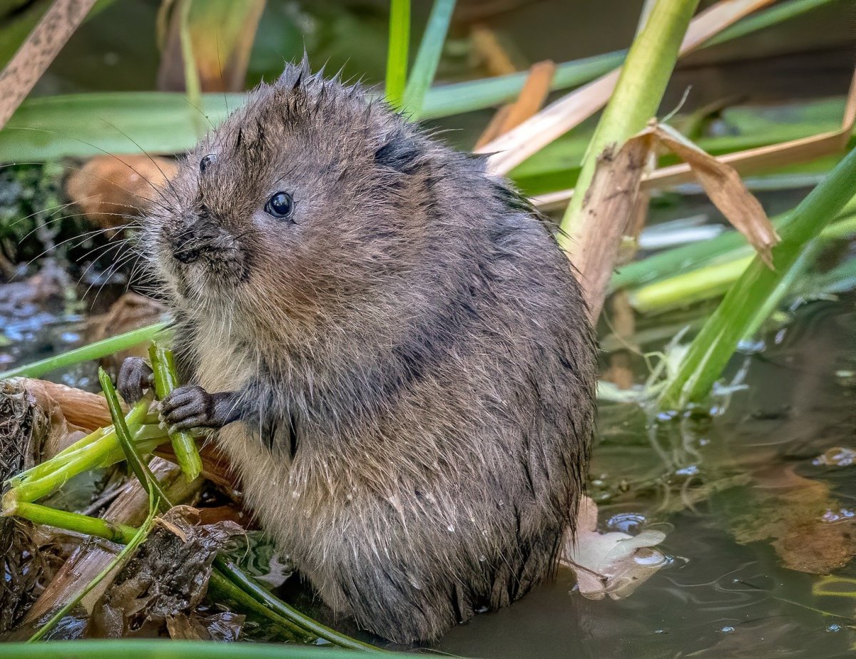 Водяная крыса ондатра