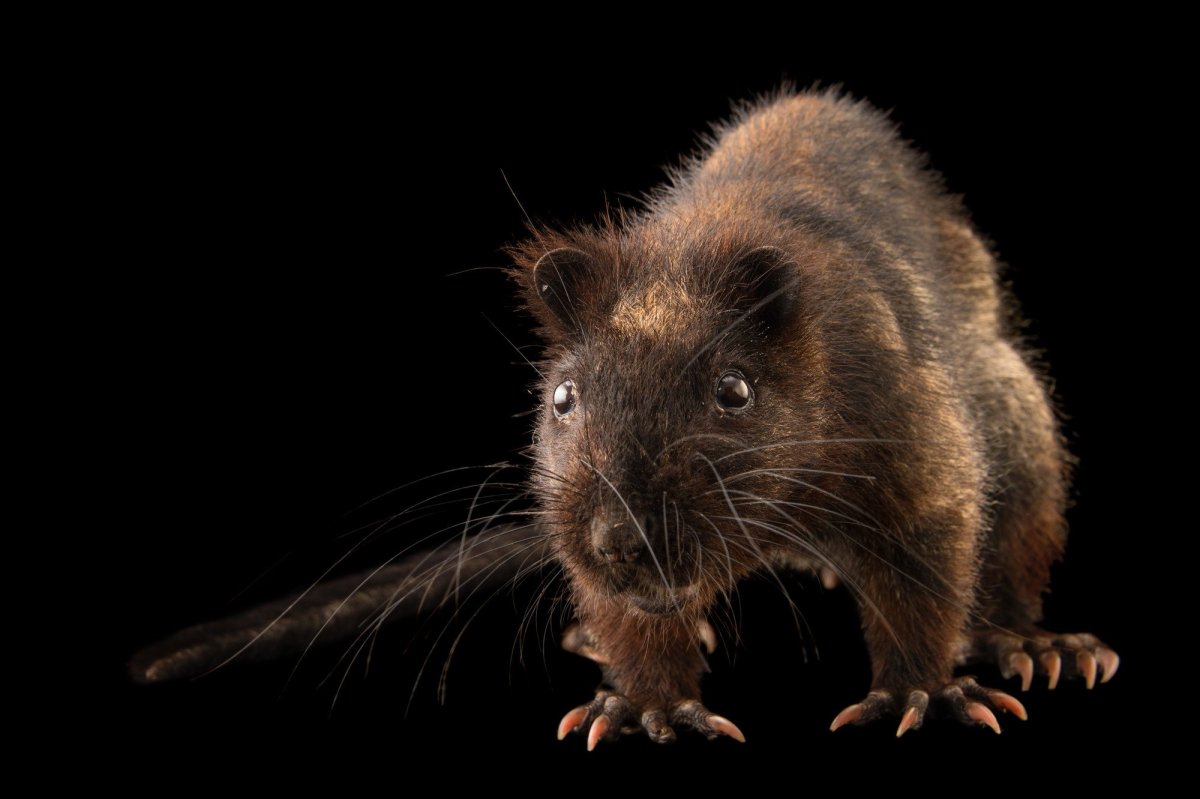 Северная тонкохвостая крыса