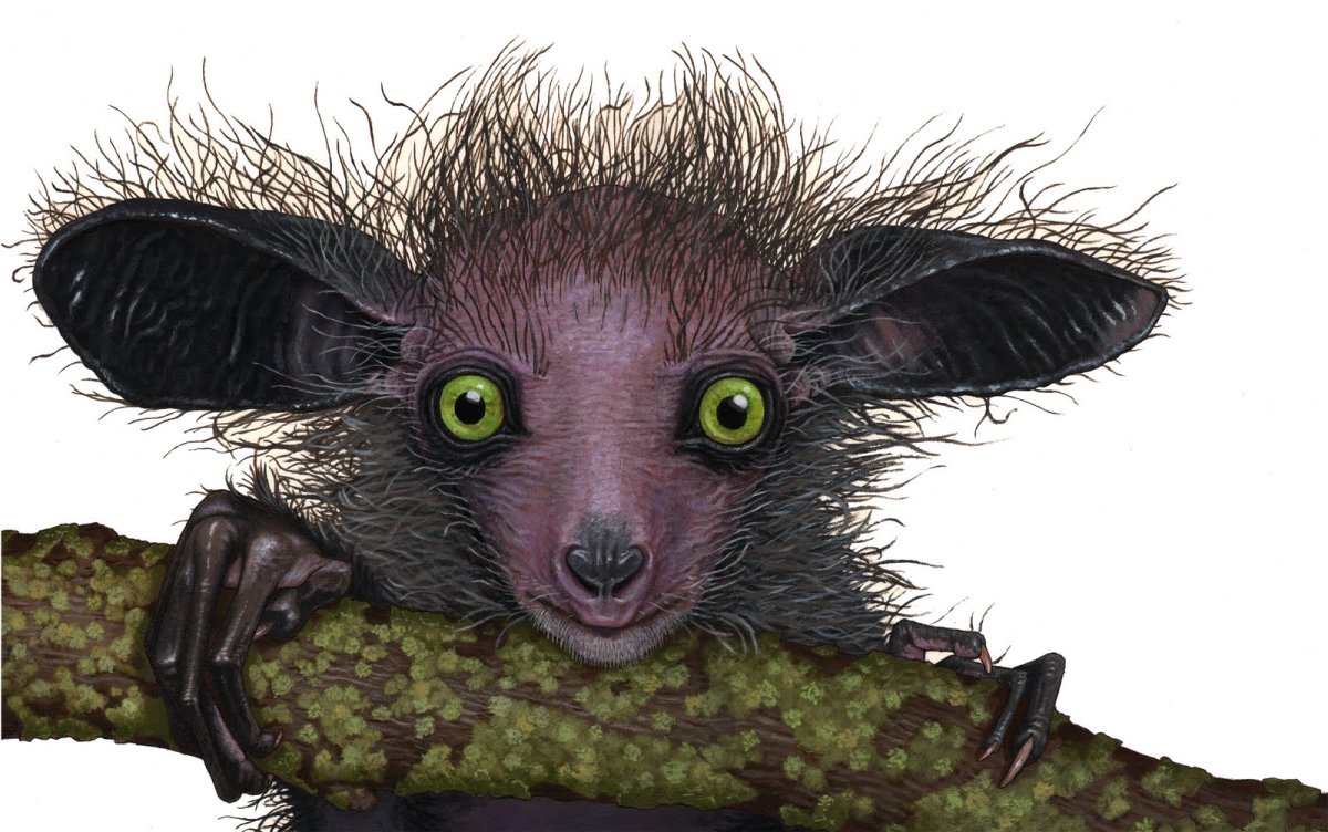 Руконожка Мадагаскарская лысая