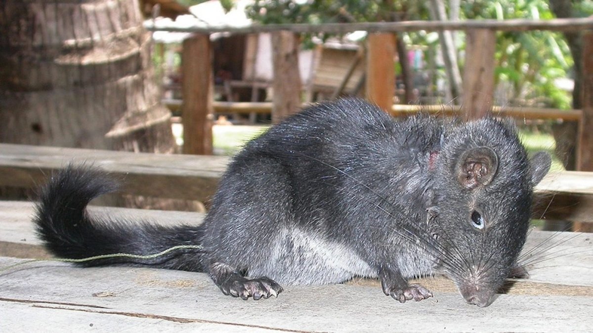 Крыса с пушистым хвостом