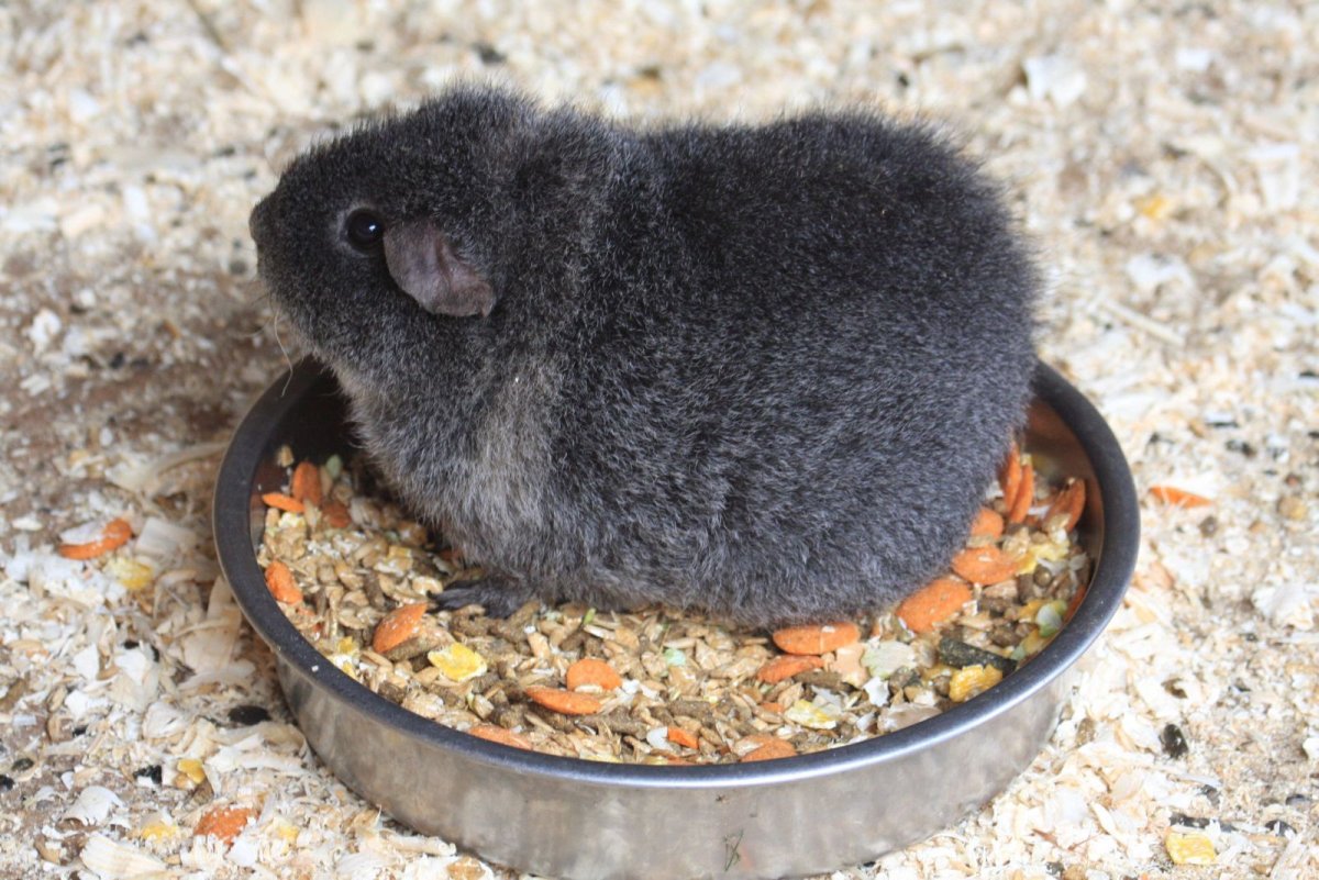 Крыса чучундра фото