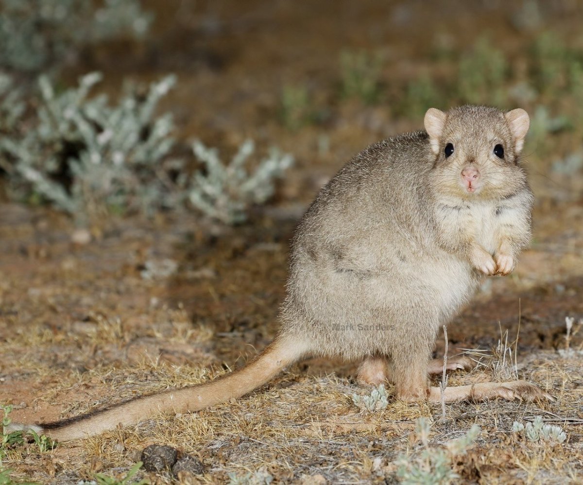 Мускусная кенгуровая крыса