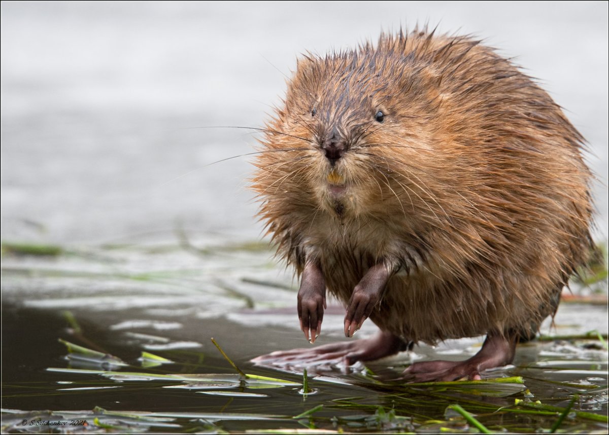 Чучундра топи