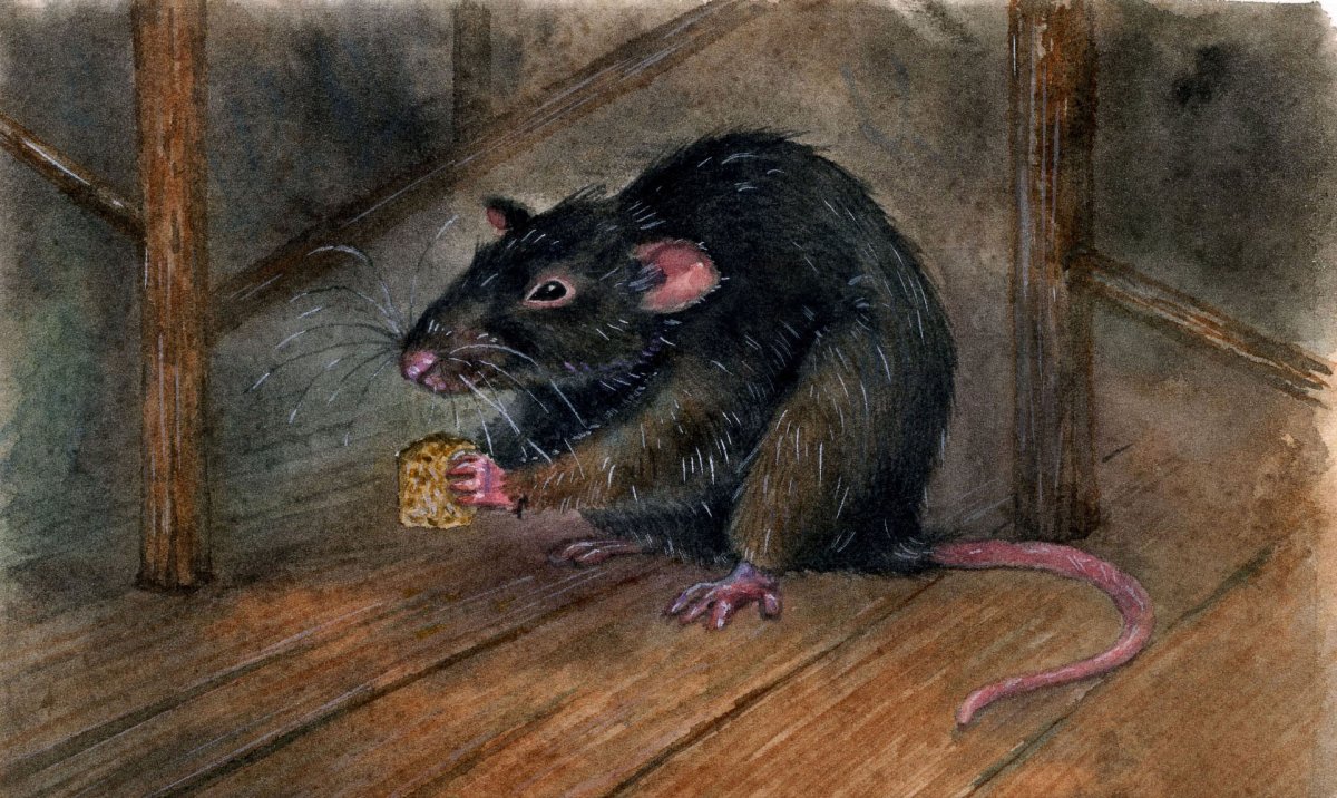 Крыса картина