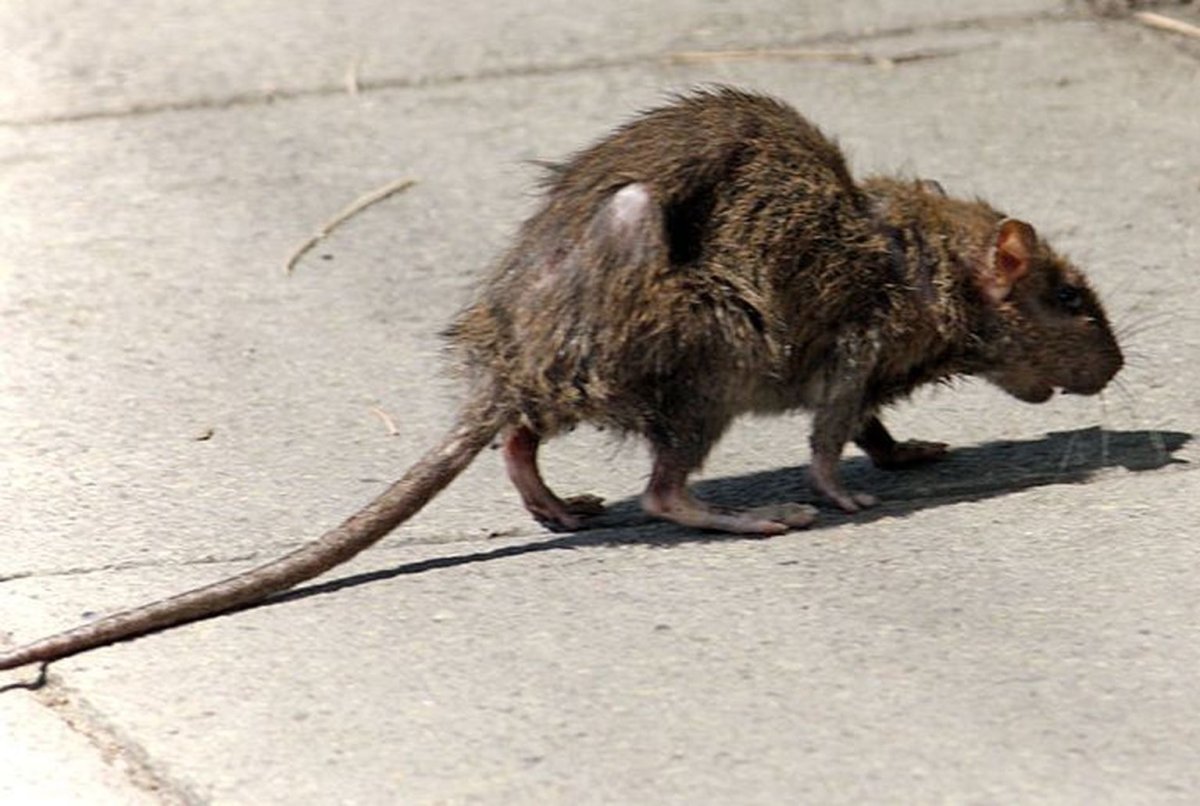 Криса каламуш