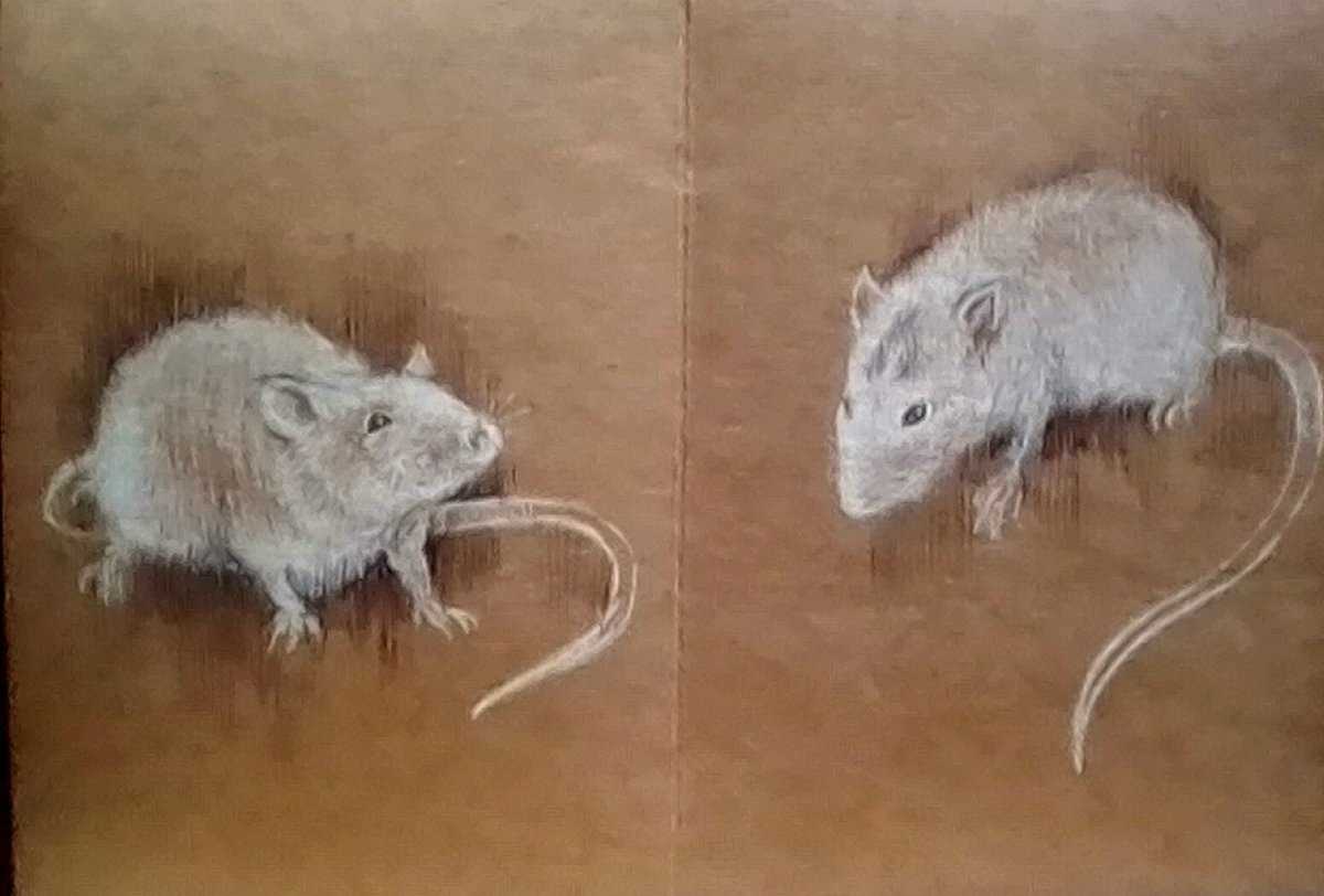 Крыса пастелью