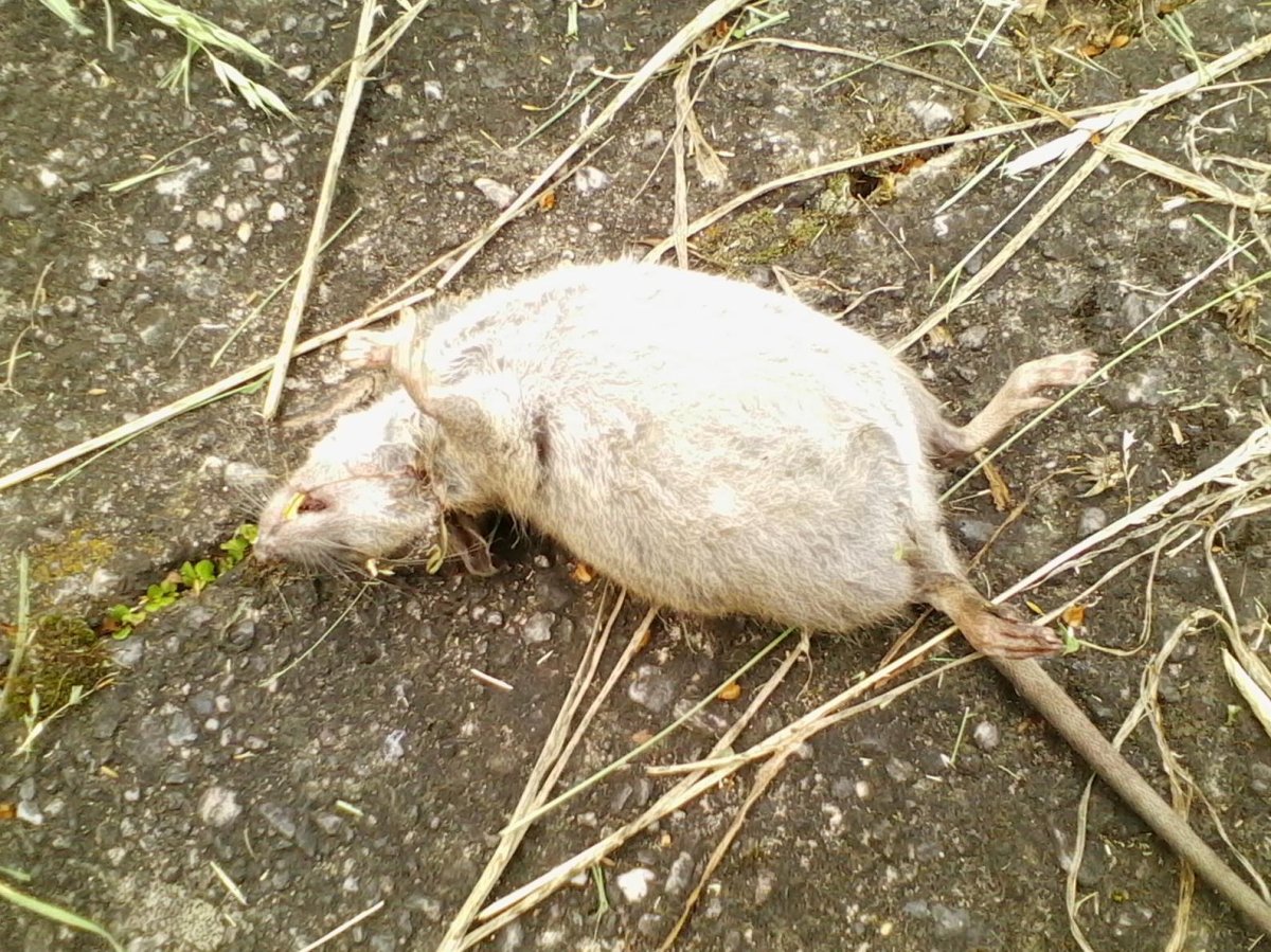 Уральские крысы