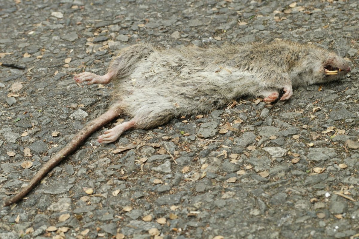 Дикие серые крысы