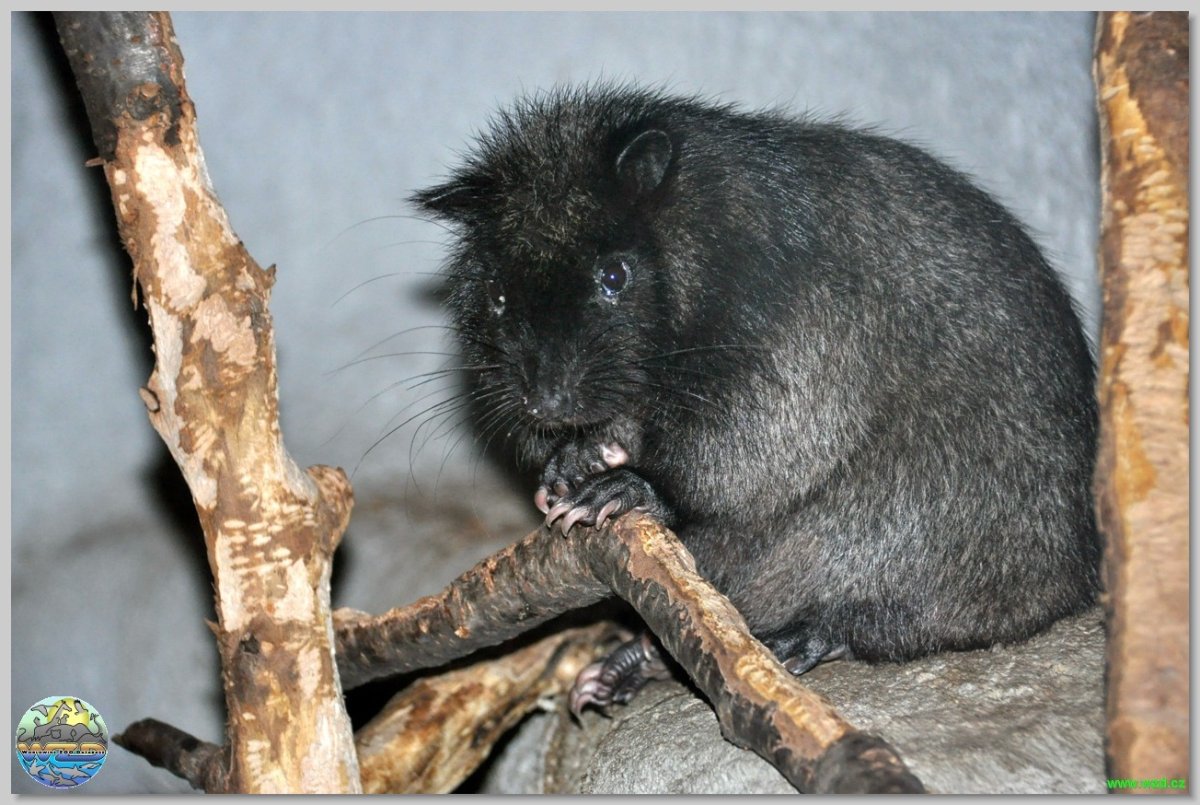 Южная тонкохвостая крыса