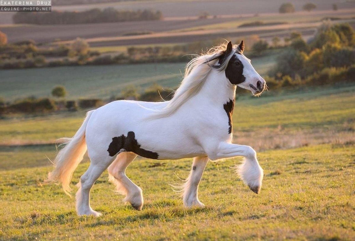 Лошади породы Тинкер