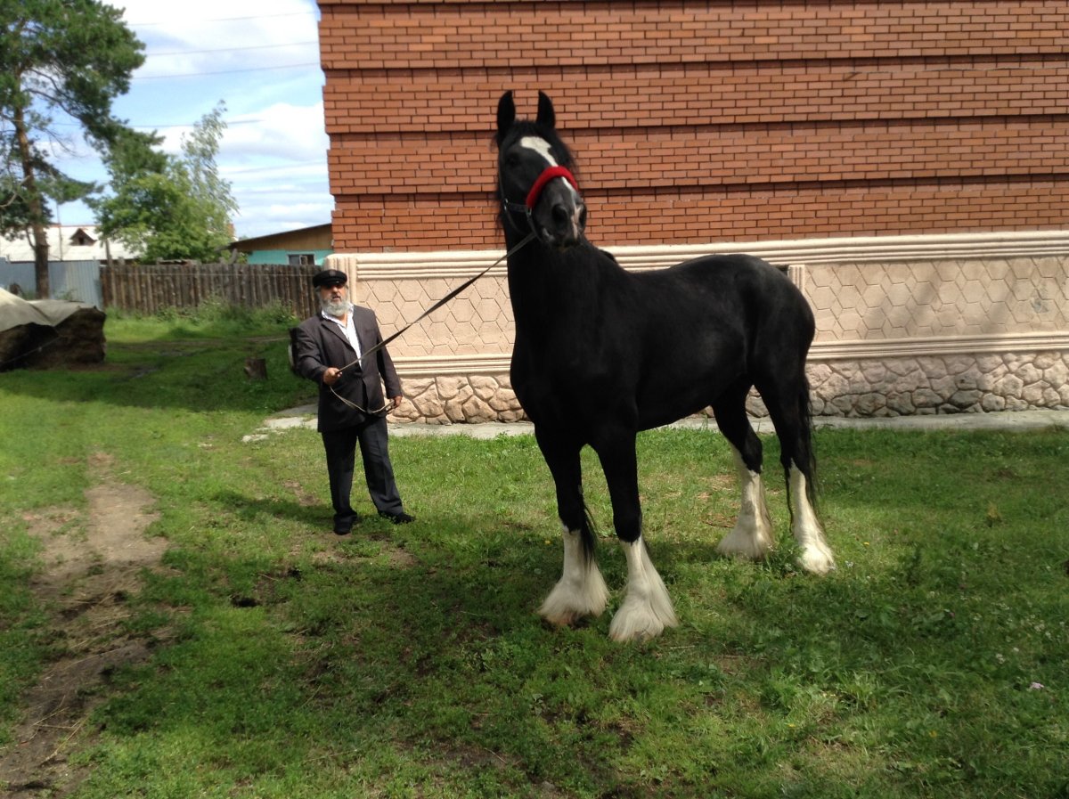 Бельгийский тяжеловоз Шайр