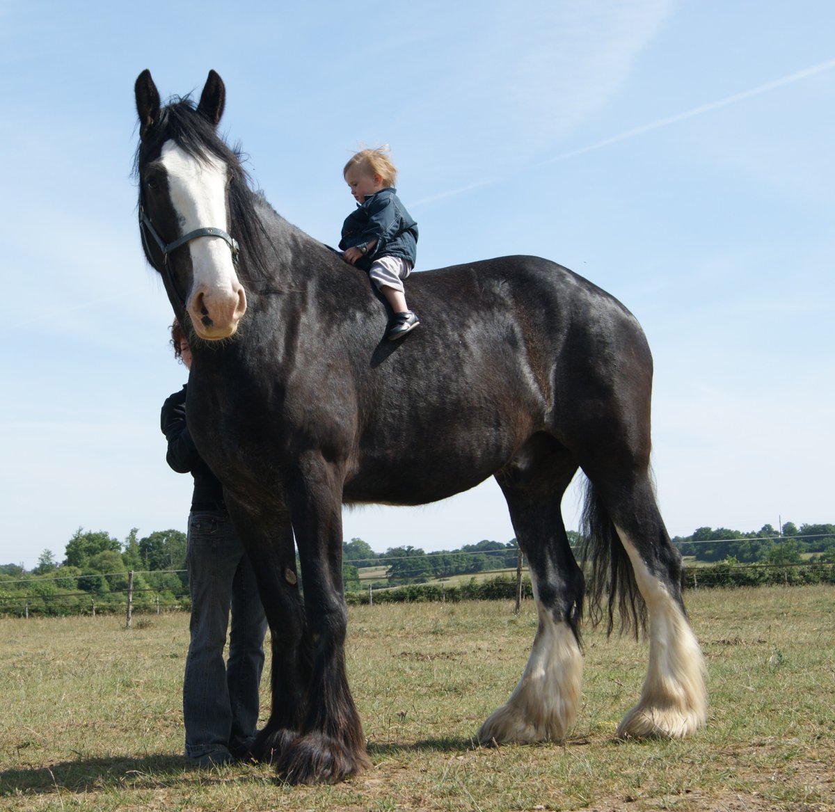 Тяжеловоз Шайр