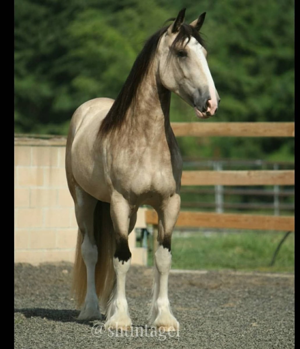 Шайр лошадь