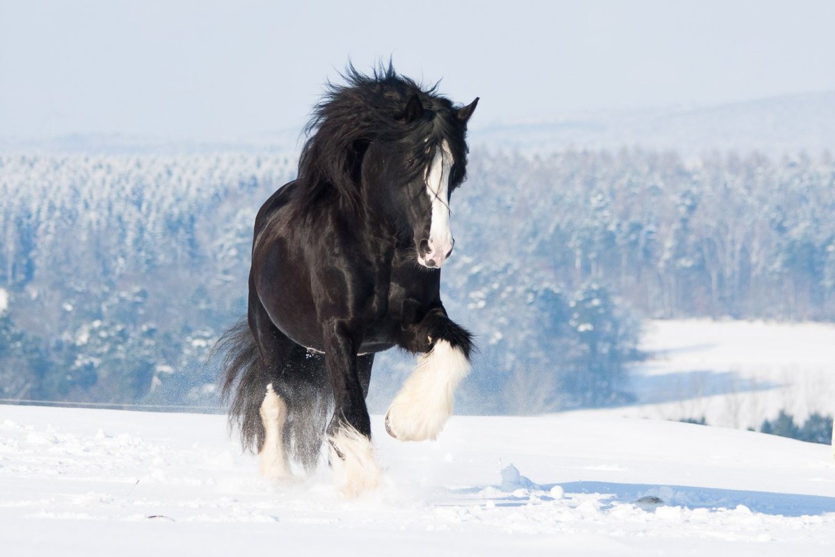 Лошади Шайры вороные