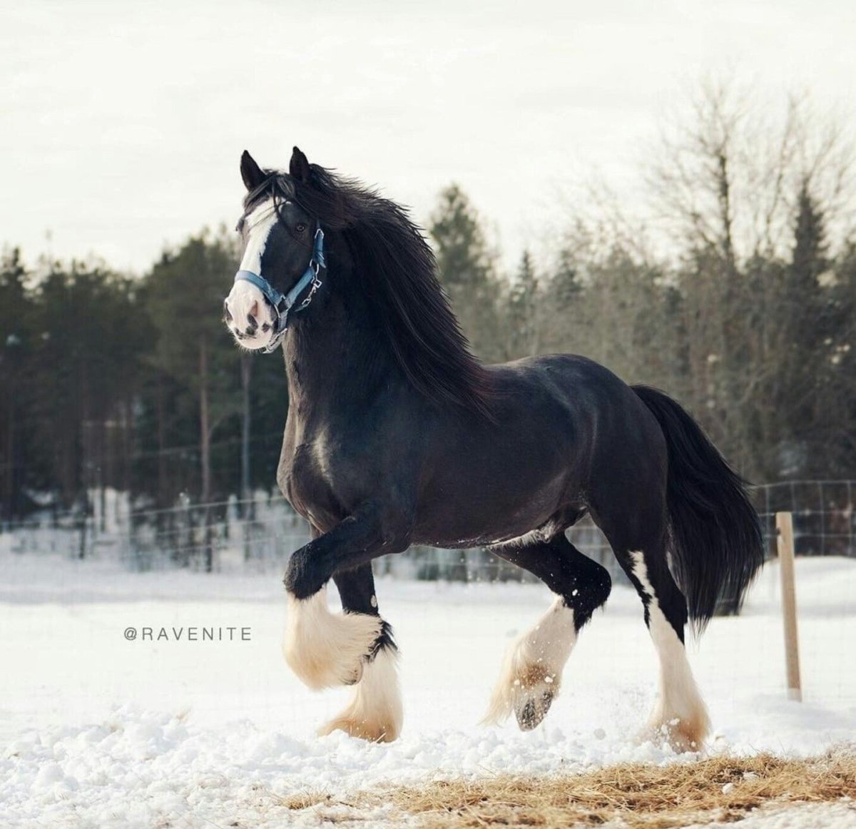 Конь тяжеловоз Шайр