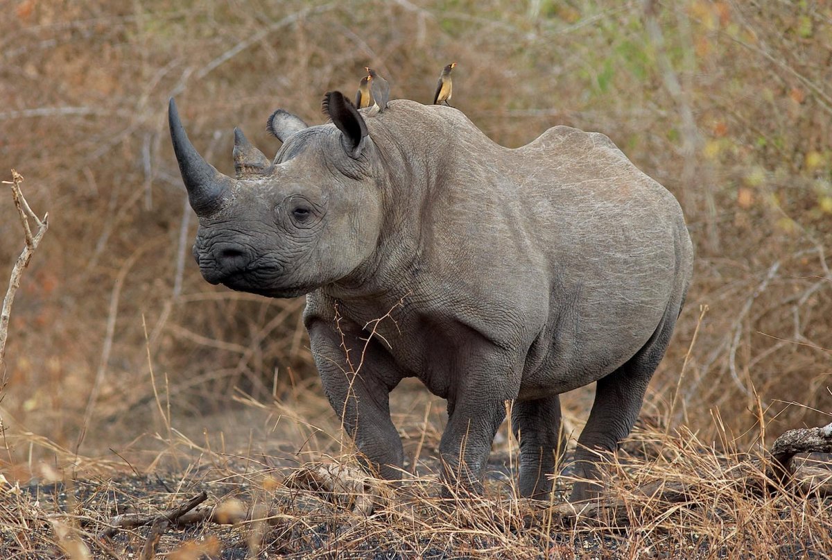 Носороги в Евразии