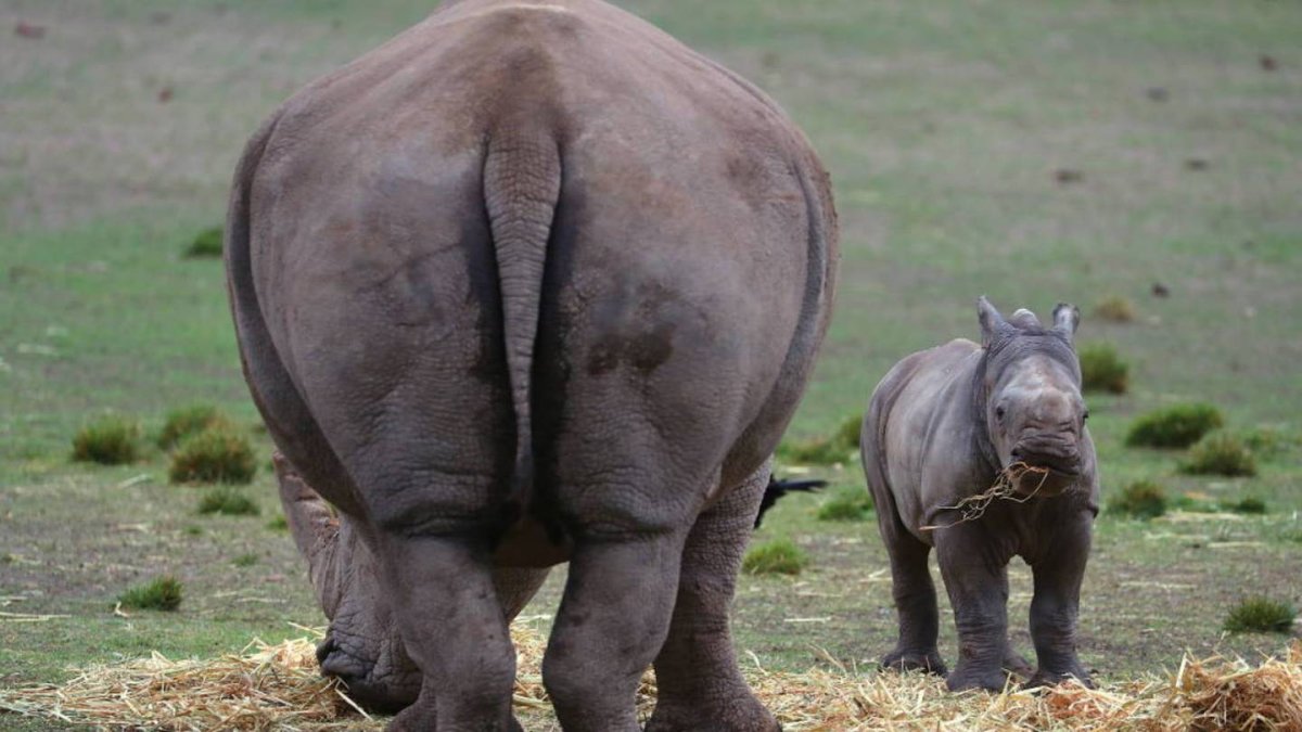 Птица носорог