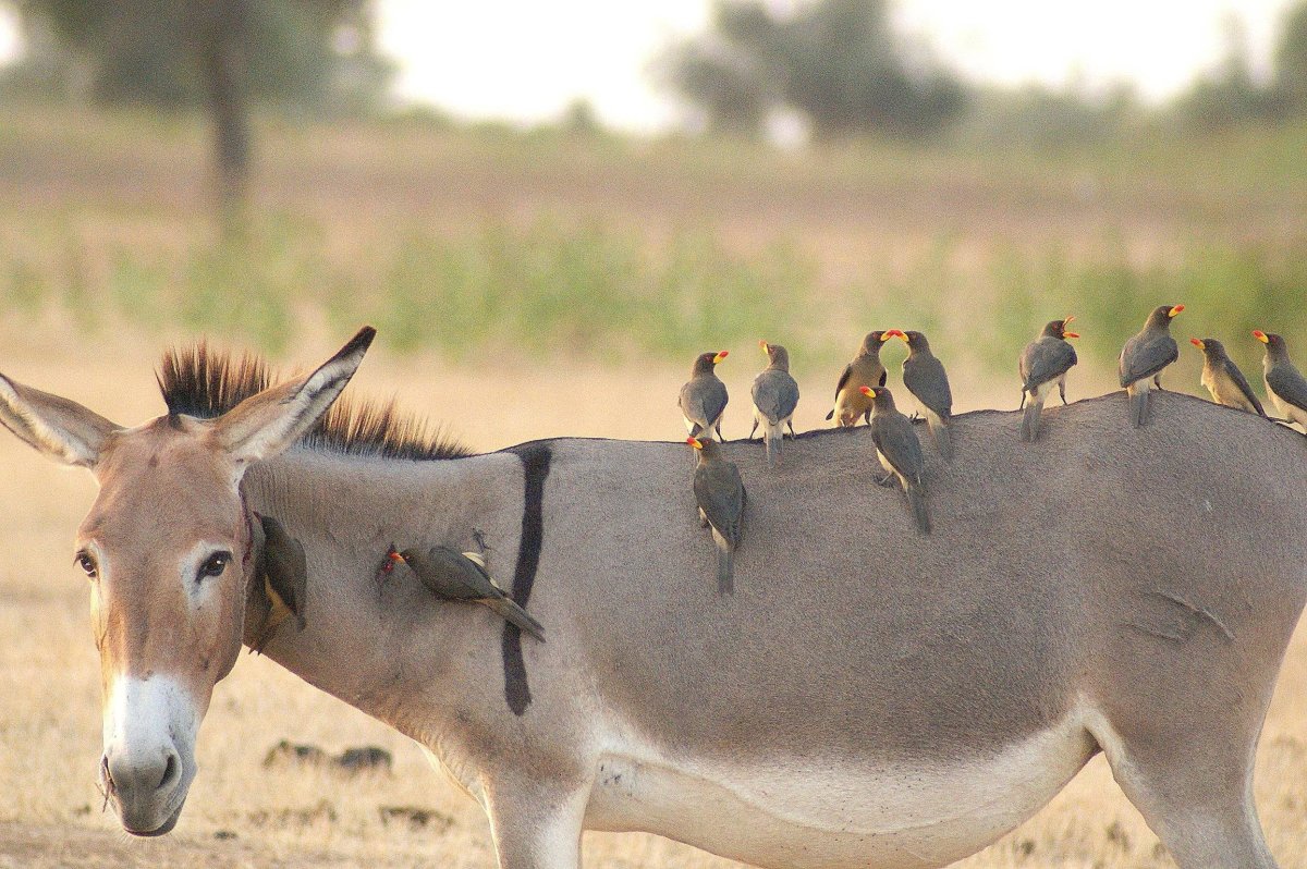 Африканский волоклюй Жираф