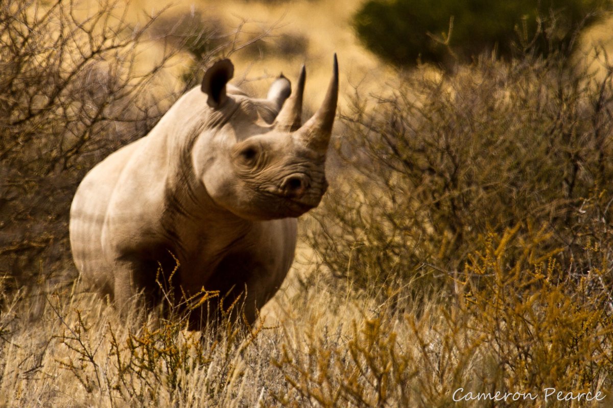 Черный носорог