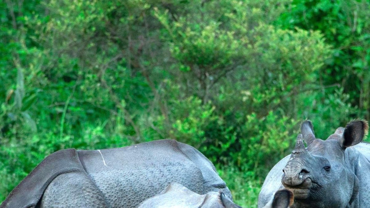 Iron Horn Rhinoceros