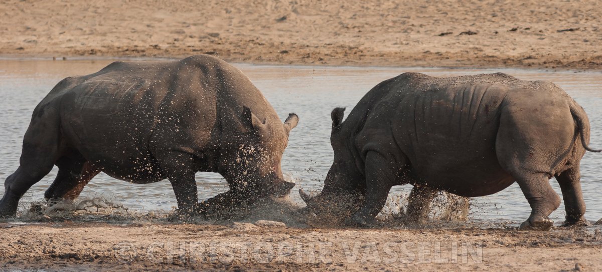 Смесь слона и носорога