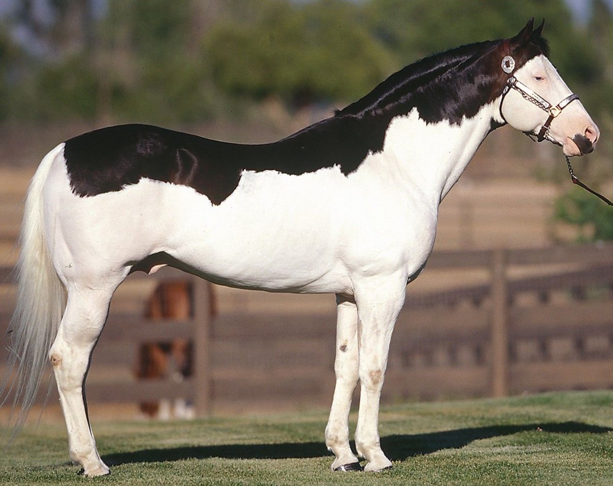 Сабино пегая масть