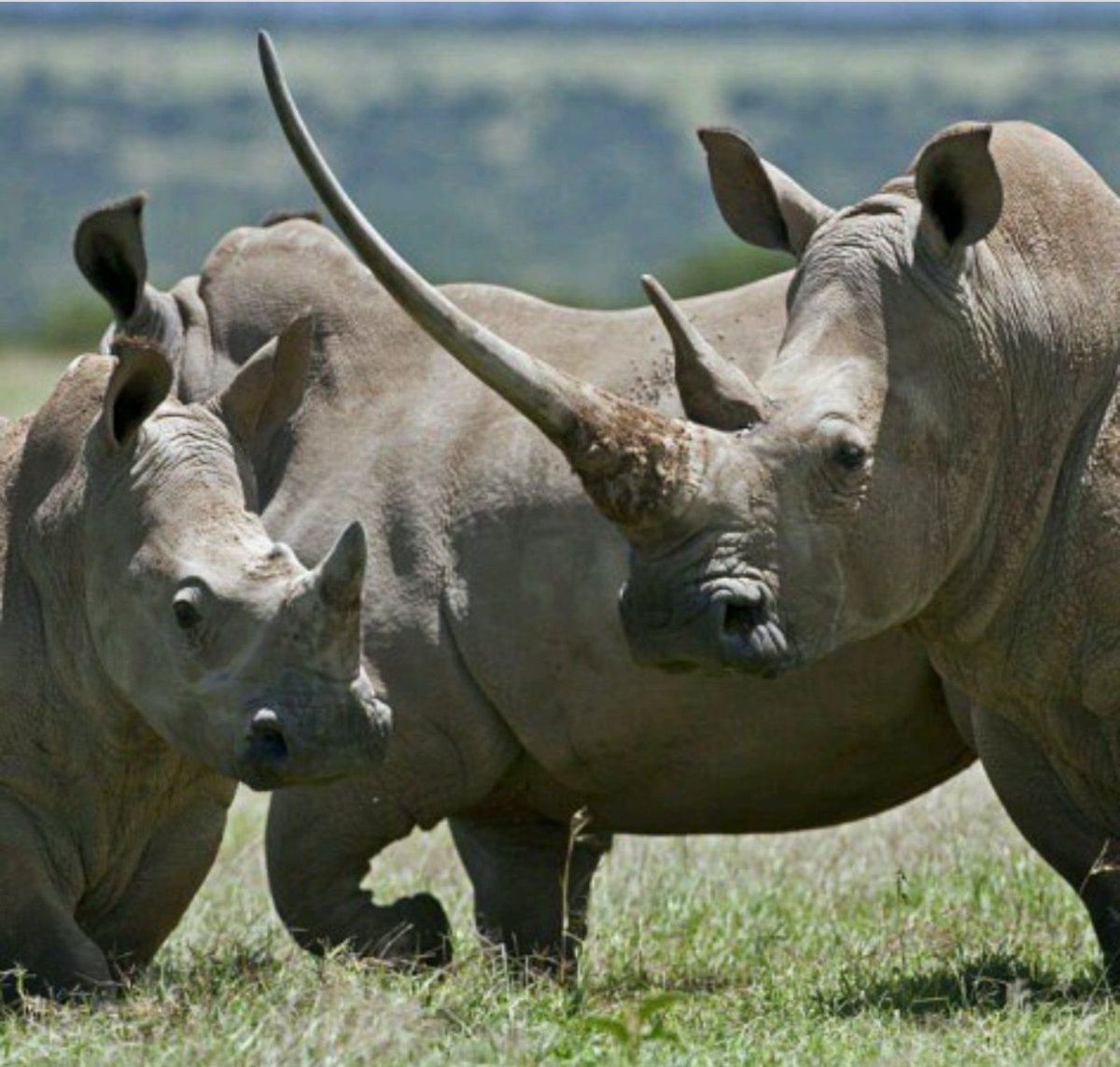 Африканский черный носорог