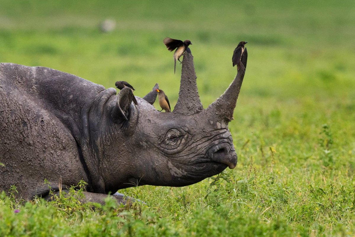 Симбиоз носорога и воловьих птиц