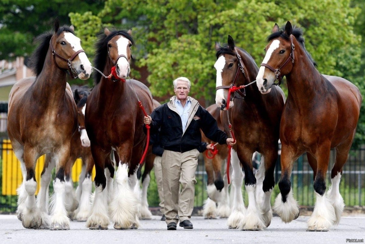 Тяжеловозы Клейдесдаль