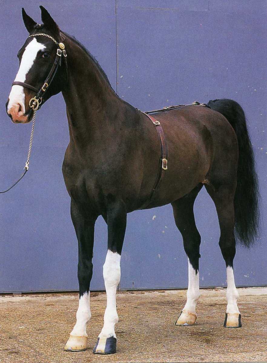 Хакнэ масти