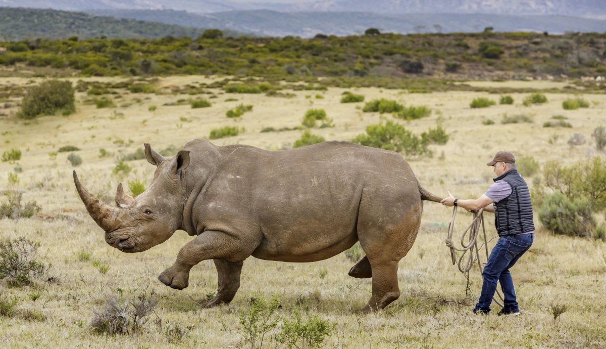 Носорог смешной