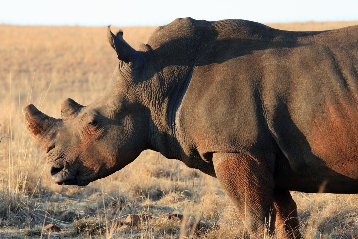 Носорог и воловьи птицы Тип отношений